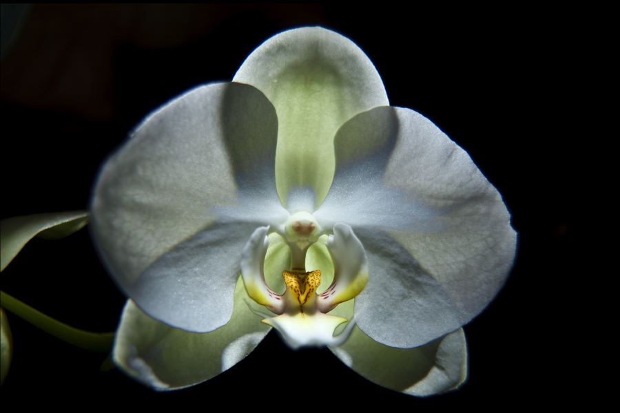 orchid4